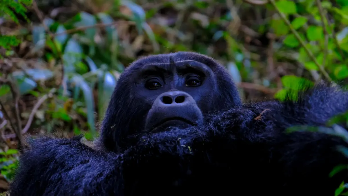 Gorila de montaña en el bosque de África Central