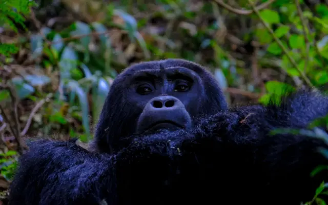 Gorila de montaña en el bosque de África Central