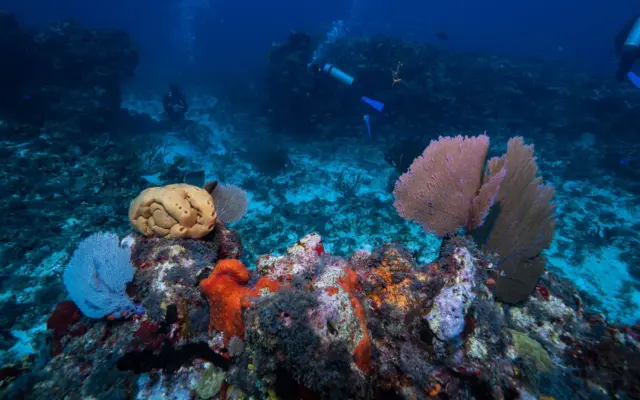 Buceador explorando arrecife de coral en el Caribe con esculturas submarinas