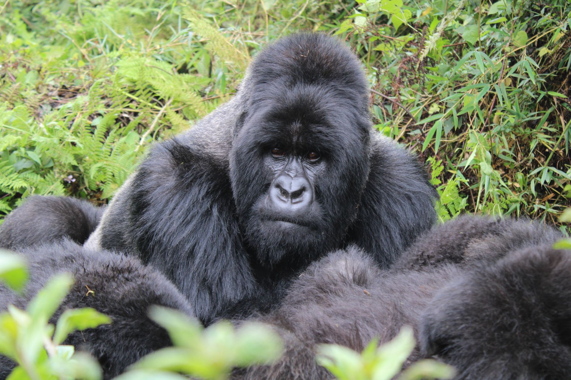 Selva tropical en Ruanda, hábitat de los gorilas de montaña