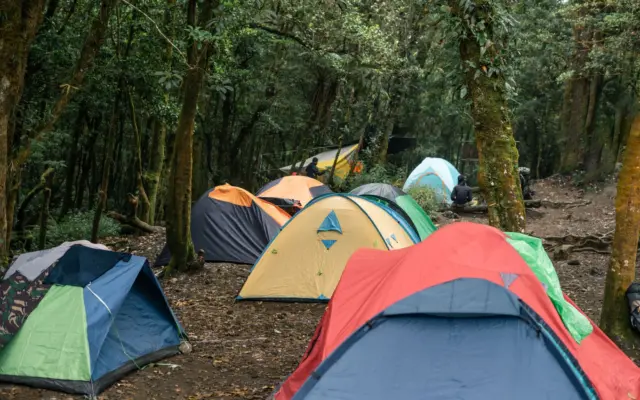 Tienda de campaña en un bosque rodeada de naturaleza al atardecer