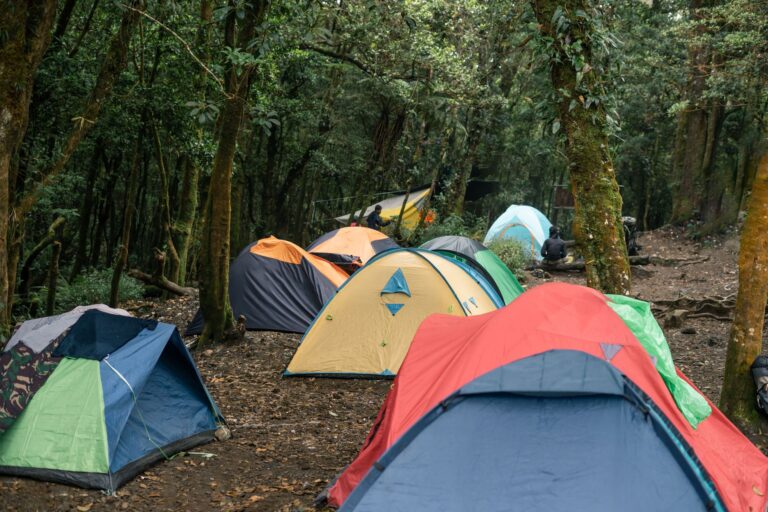 Home Elementor 7 Tienda de campaña en un bosque rodeada de naturaleza al atardecer