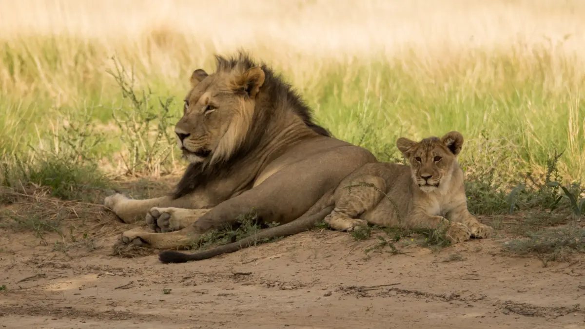 León en la sabana del Parque Nacional Kruger Sudáfrica