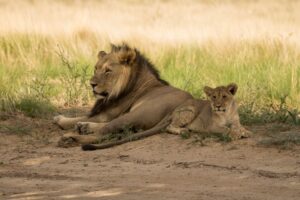 León en la sabana del Parque Nacional Kruger Sudáfrica