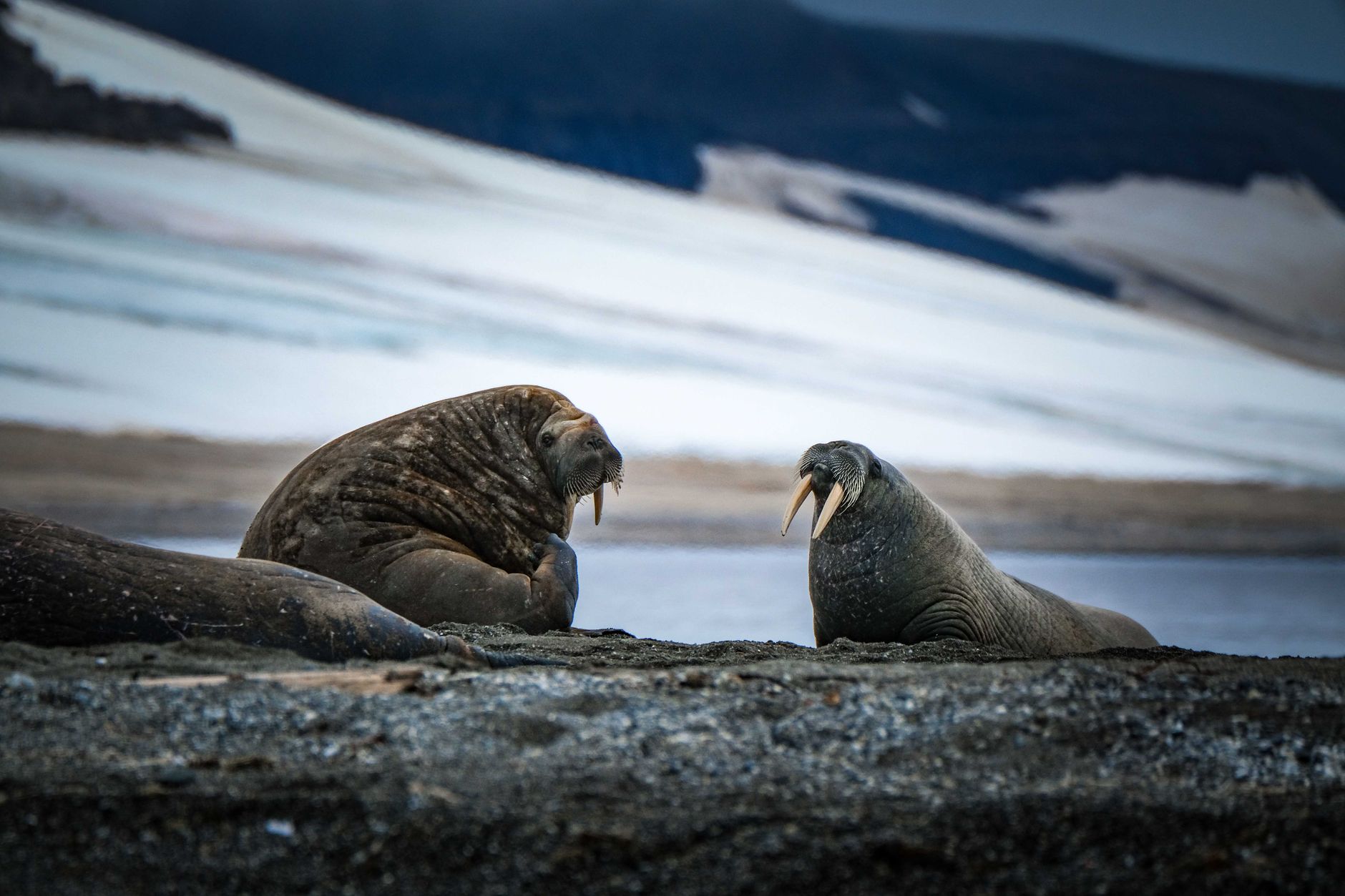 Svalbard: guía para viajar al Ártico en 2026 2 Morsas descansando en la orilla ártica de Svalbard