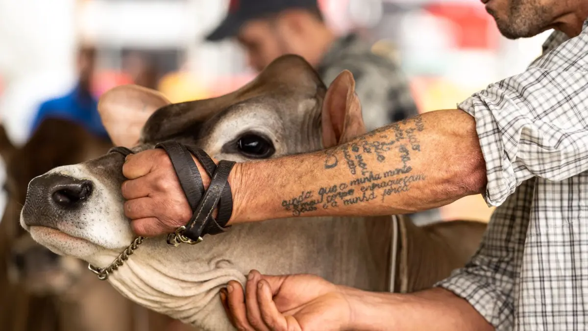 Ganadero sujetando una vaca por el ronzal en una feria agrícola al aire libre