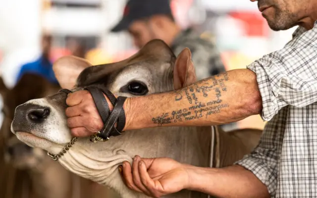 Ganadero sujetando una vaca por el ronzal en una feria agrícola al aire libre