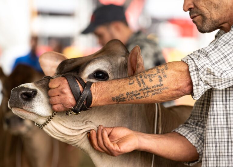 Home Elementor 5 Ganadero sujetando una vaca por el ronzal en una feria agrícola al aire libre