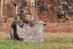 Macaco sobre las ruinas del templo Phra Prang Sam Yot en Lopburi, Tailandia