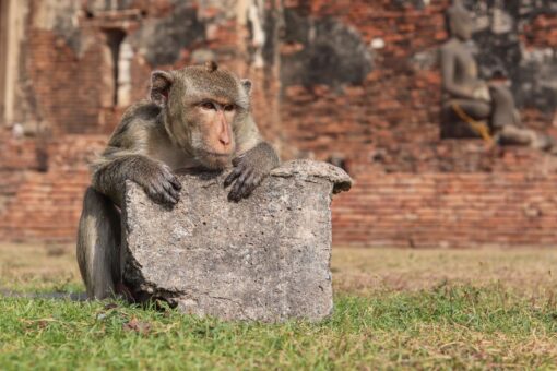Home Elementor 1 Macaco sobre las ruinas del templo Phra Prang Sam Yot en Lopburi, Tailandia
