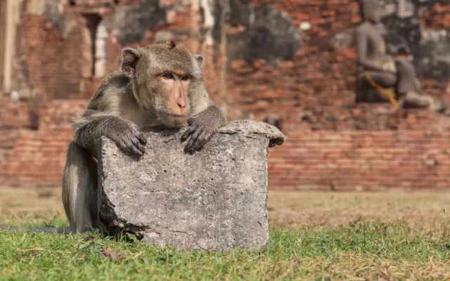 Macaco sobre las ruinas del templo Phra Prang Sam Yot en Lopburi, Tailandia