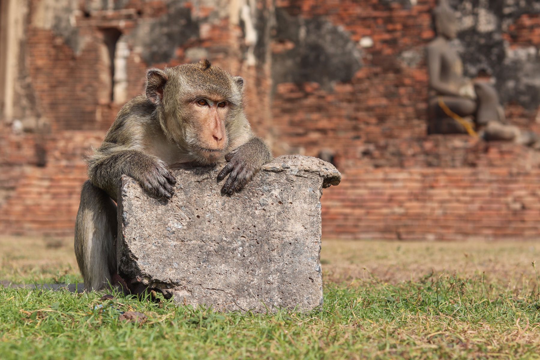 Macaco sobre las ruinas del templo Phra Prang Sam Yot en Lopburi, Tailandia