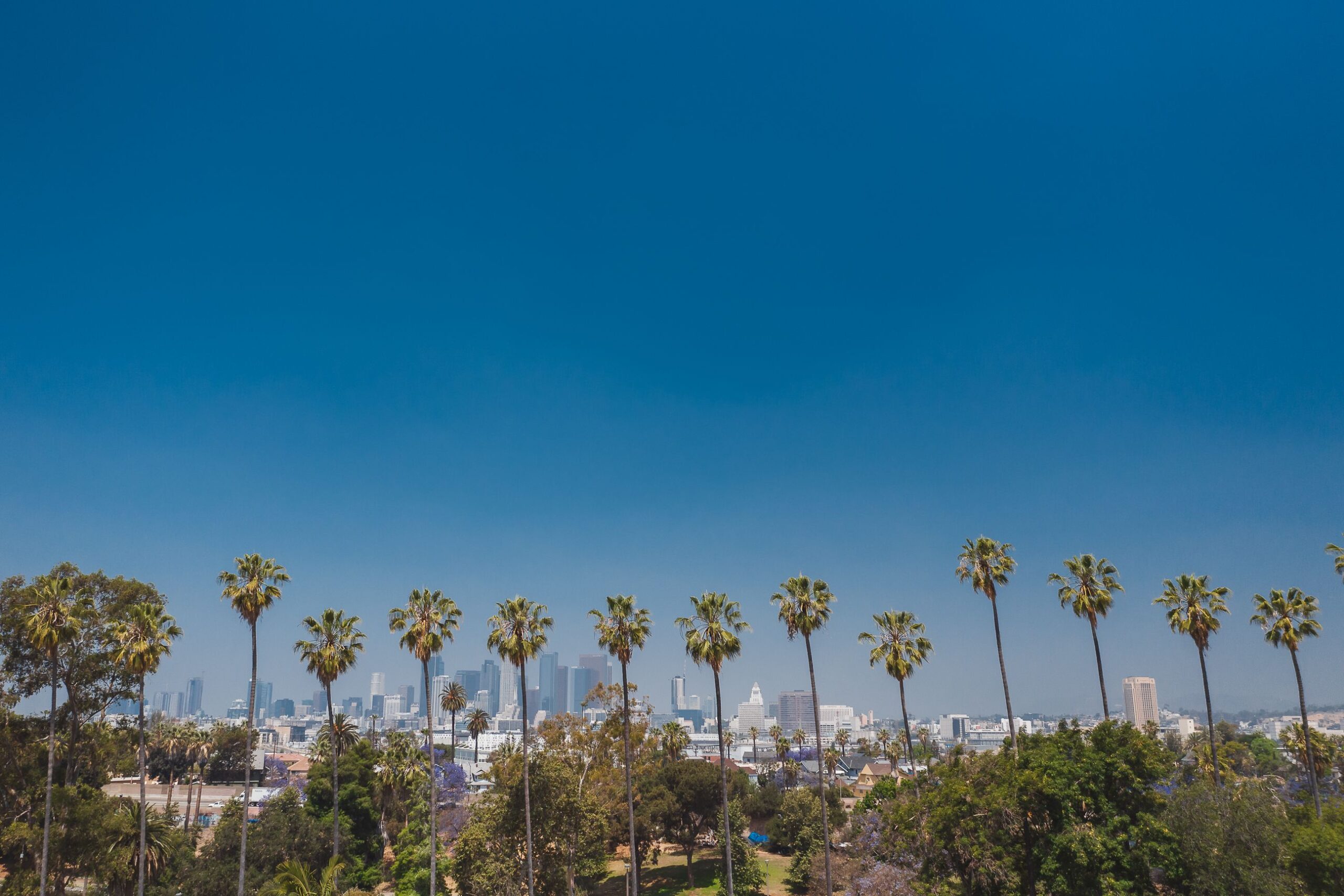 Palmeras y vista de la ciudad de Los Ángeles