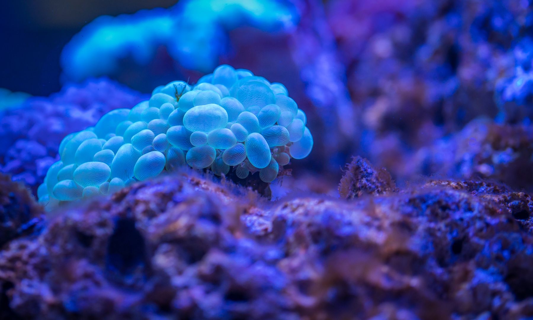 Hydropolis: qué fue del hotel submarino de 10 estrellas de Dubái 3 Vista de un arrecife de coral bajo el agua