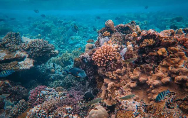Arrecife de coral con peces de colores en la Gran Barrera de Coral, Australia