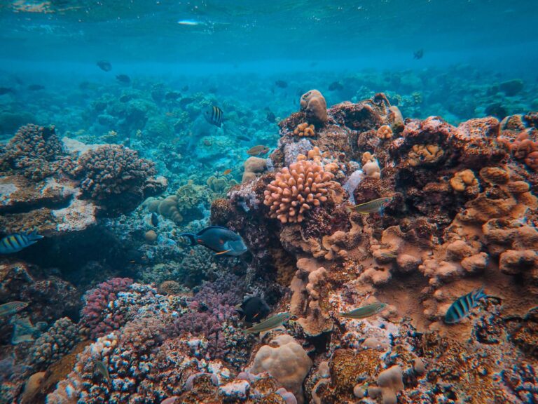 Home Elementor 7 Arrecife de coral con peces de colores en la Gran Barrera de Coral, Australia