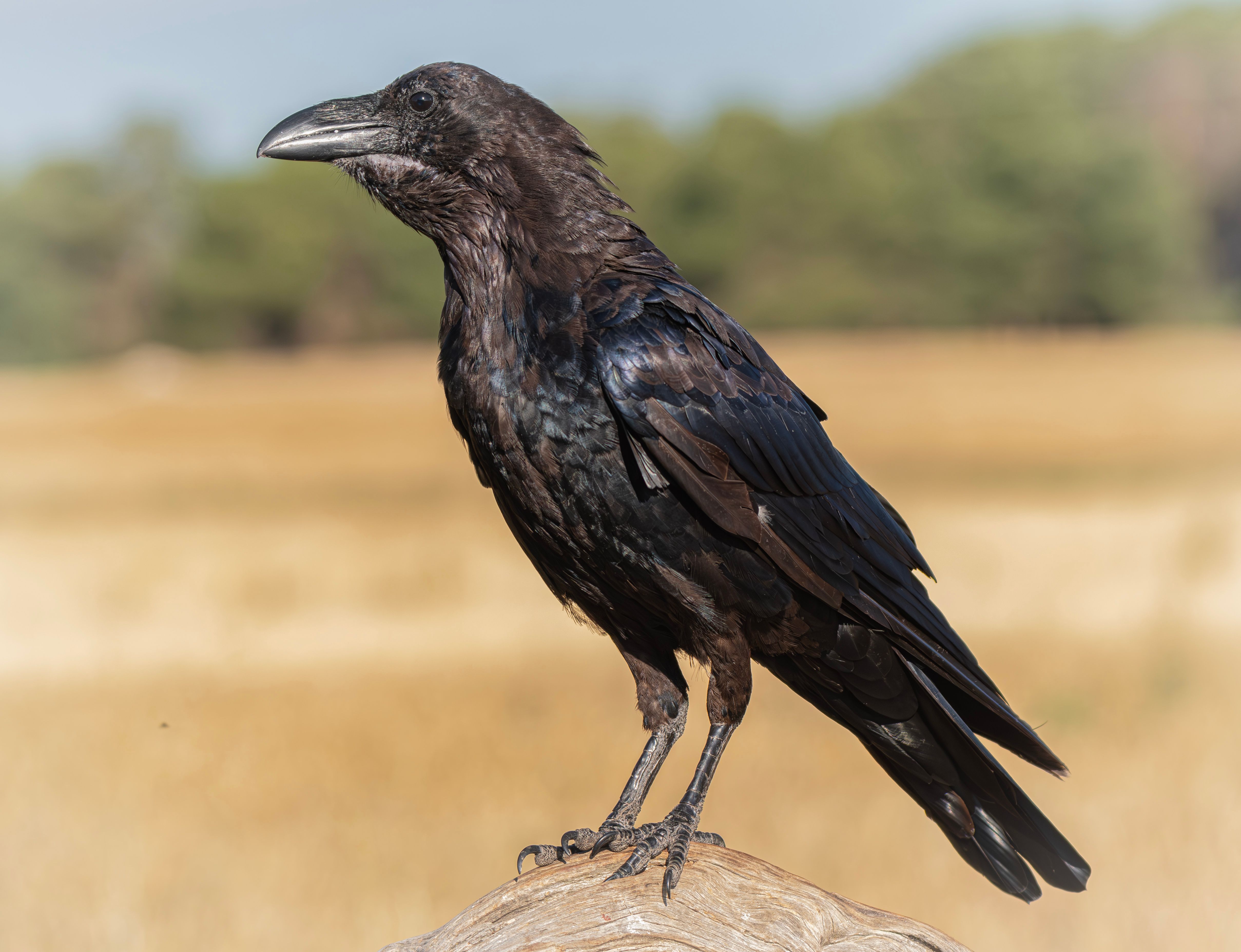 Cuervo de plumaje negro, el ave asociada a la leyenda de la Torre de Londres