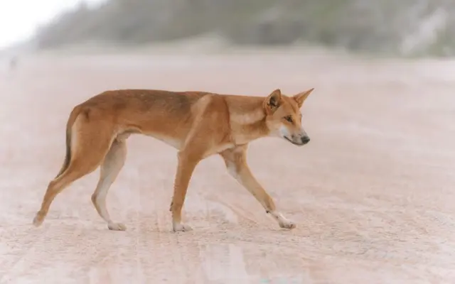 Dingo caminando por la orilla de la playa en K'gari, Australia