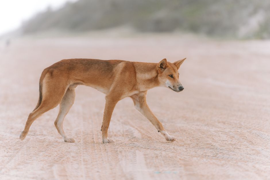 Dingo caminando por la orilla de la playa en K'gari, Australia