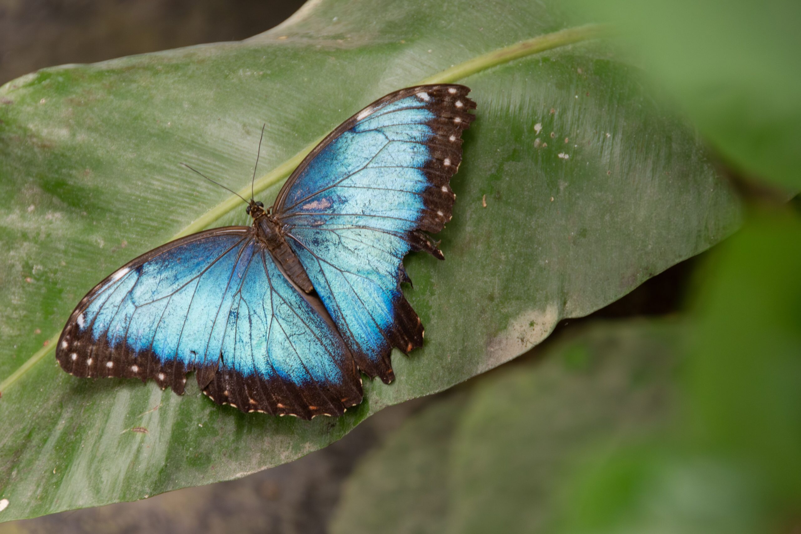 Sensational Butterflies: la casa de mariposas del Natural History Museum de Londres 2 Mariposa Morfo Azul con las alas extendidas sobre una hoja tropical