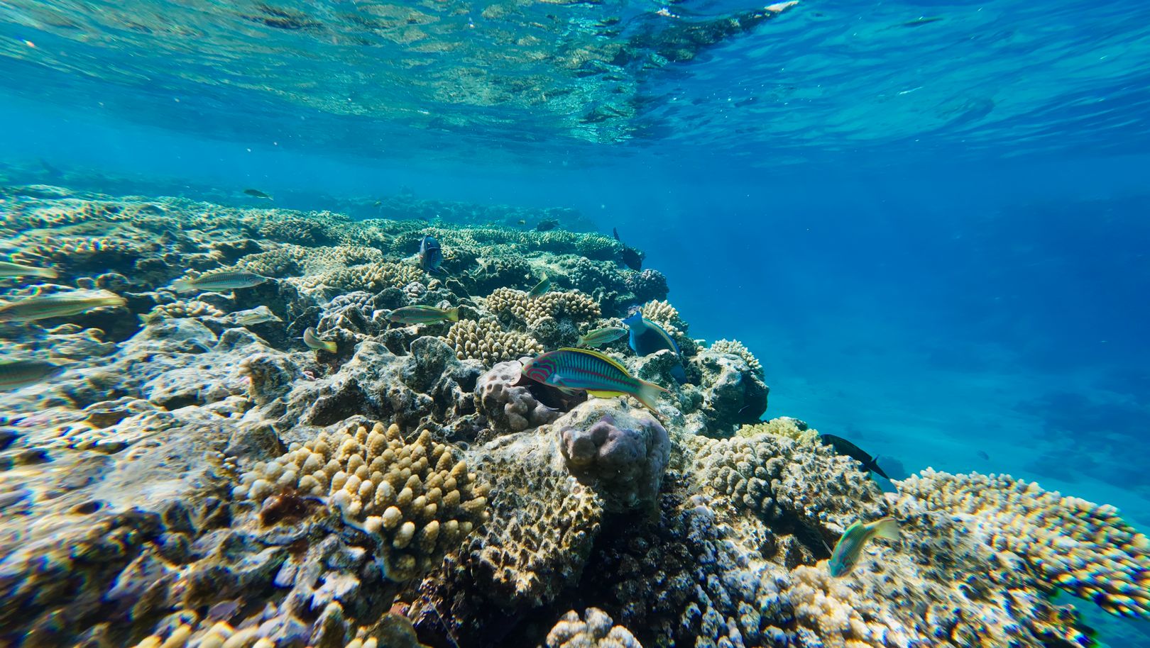 Vista submarina de un arrecife de coral con agua turquesa