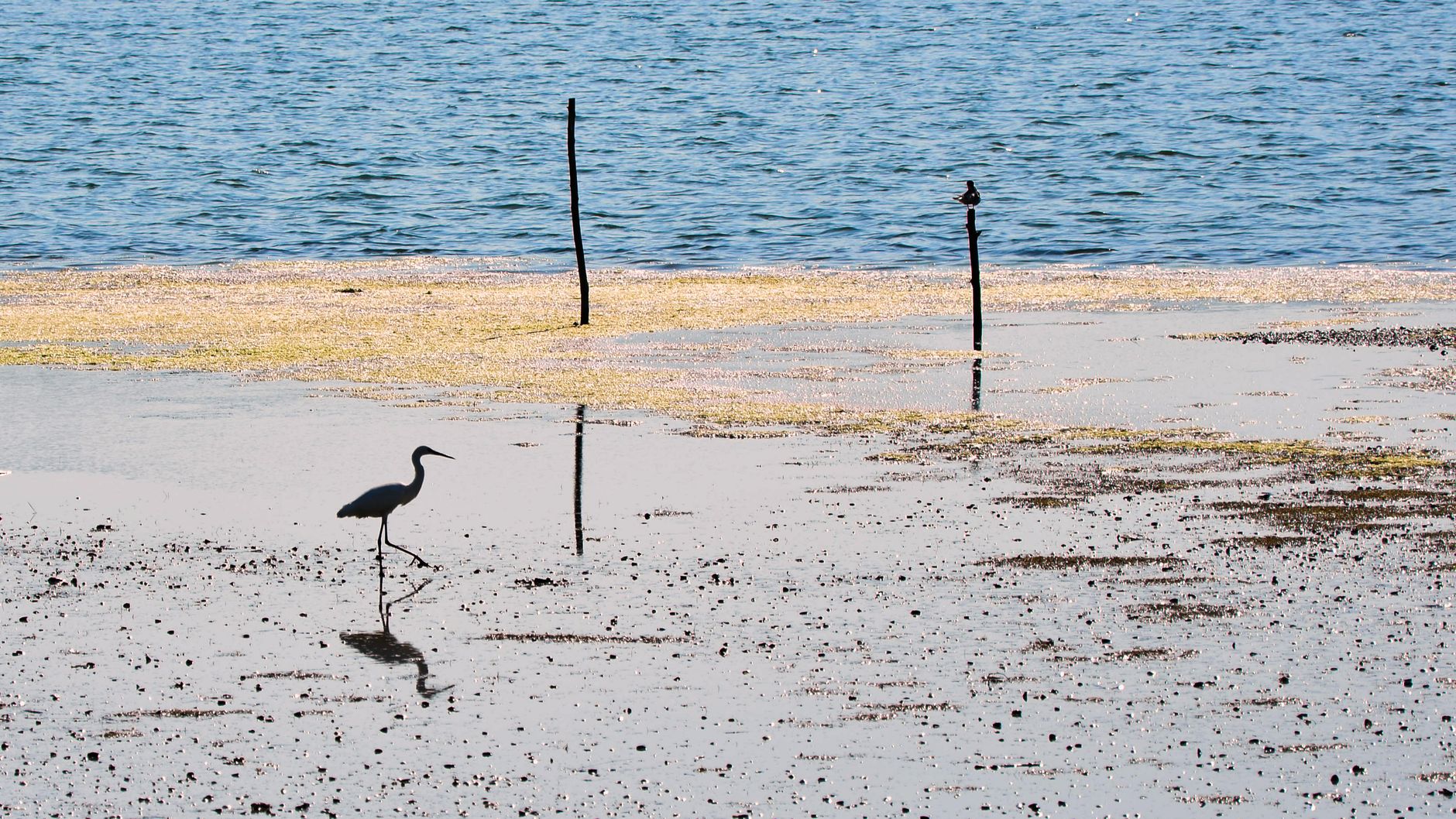 Marisma con aves junto a un estuario, similar a las Marismas de Santoña