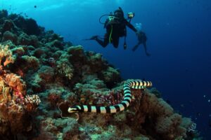 Buceadores explorando un arrecife de coral con abundante vida marina