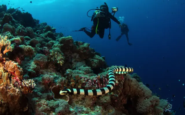 Buceadores explorando un arrecife de coral con abundante vida marina