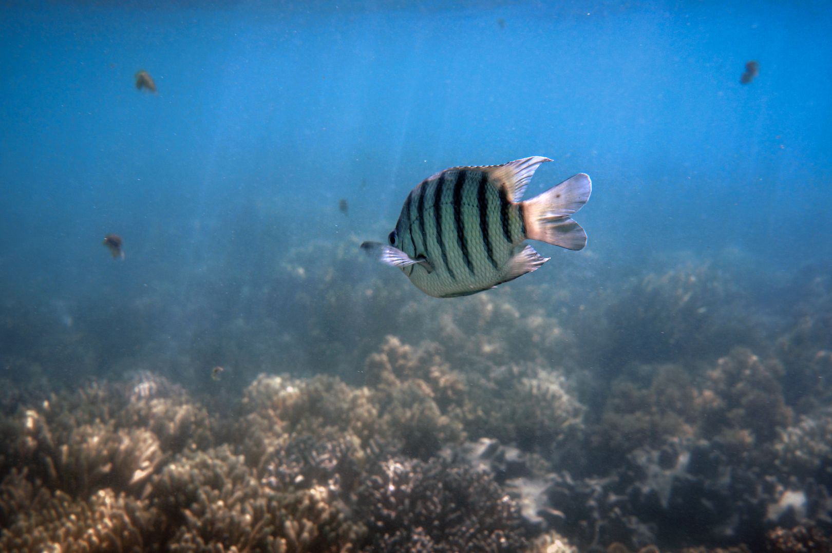 Buceador nadando junto a coral en la barrera de coral
