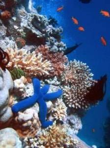 acuario-de-arrecife-de-coral-cancun