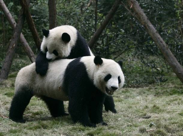 la reserva de osos panda