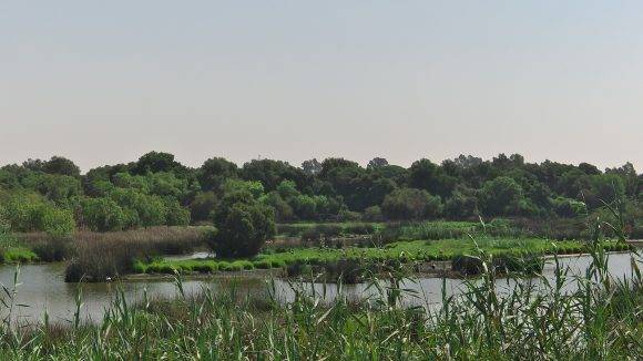 La belleza del Parque Natural de Doñana en Huelva, Sevilla y Cádiz 7