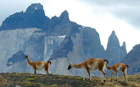 Parque Nacional Torres del Paine en Chile 2
