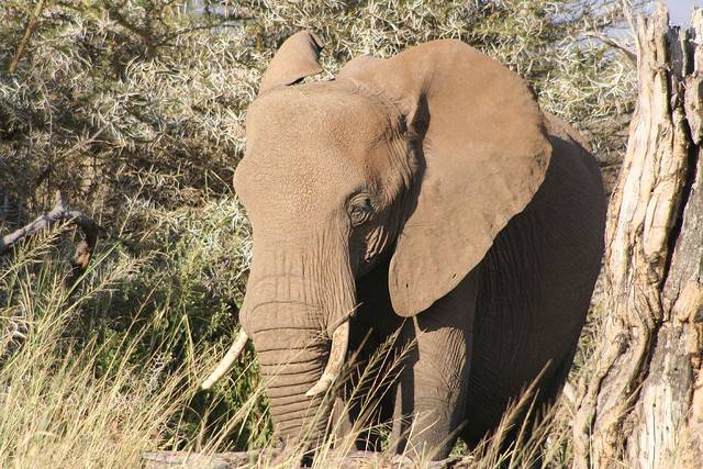 elefante en Kenia