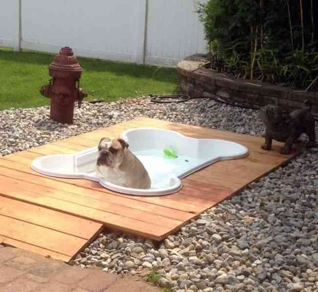 cosas caras - una piscina para el perro