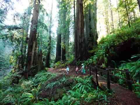 Parque Nacional Redwood 
