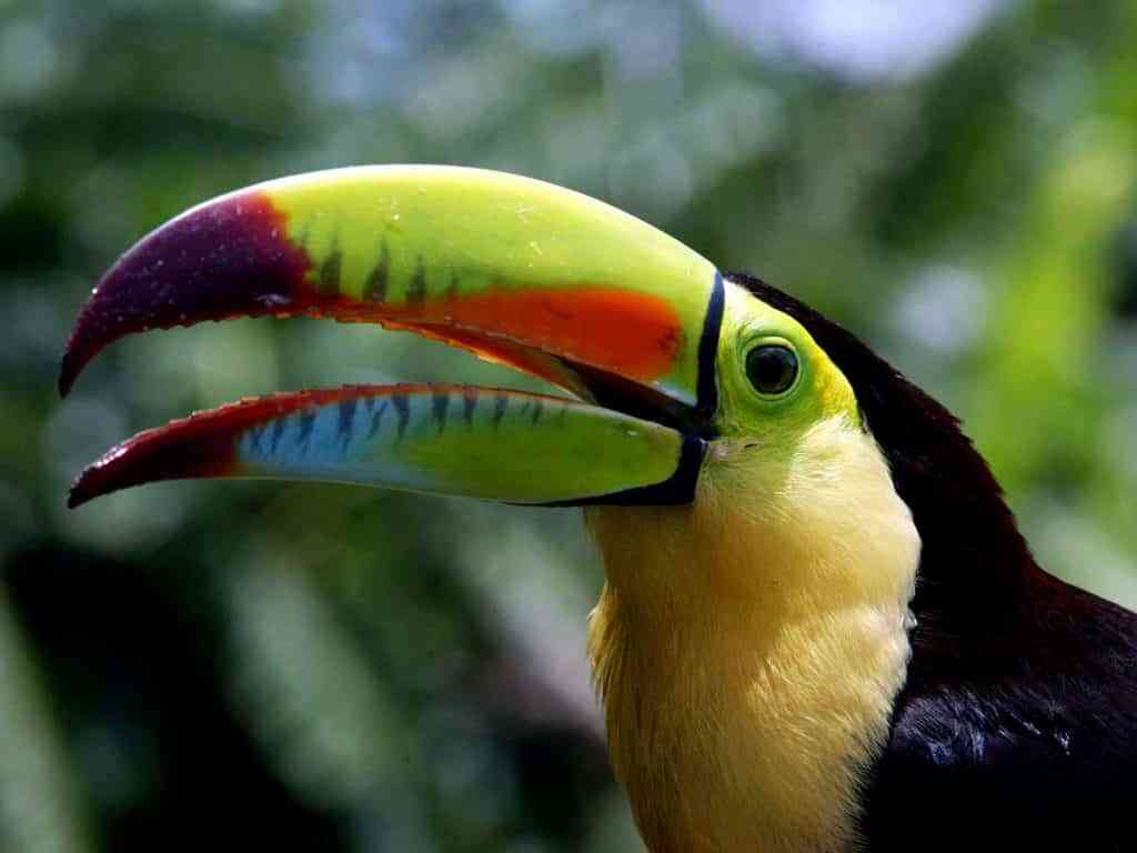 Centroamérica y República Dominicana ofrecen algunas de las especies más exuberantes del planeta 5