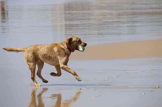 5 destinos económicos con playa canina en España 3