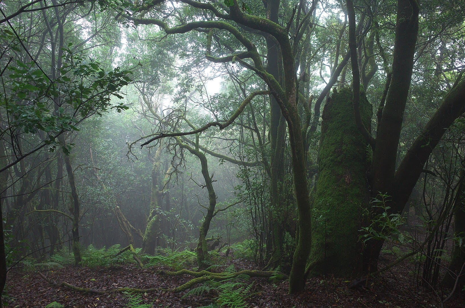 Árboles en parte del Parque Nacional de Garajonay, La Gomera:Aquí había un gigante