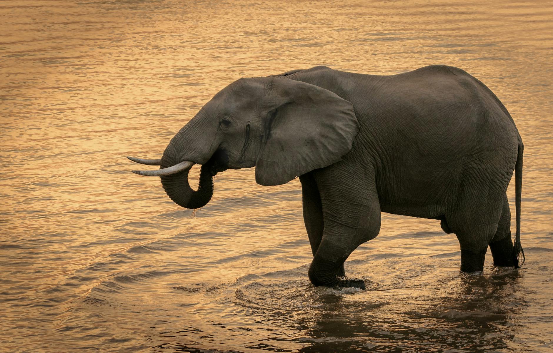 Elefante africano cruzando un río al atardecer