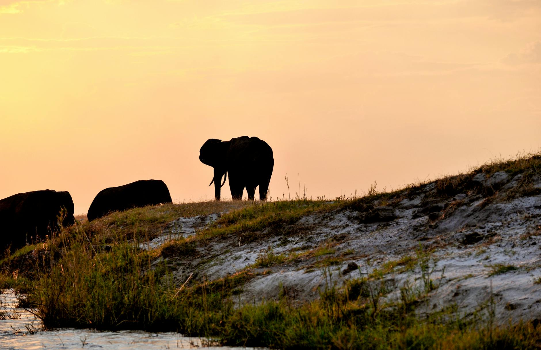 Silueta de elefantes africanos al atardecer en el río