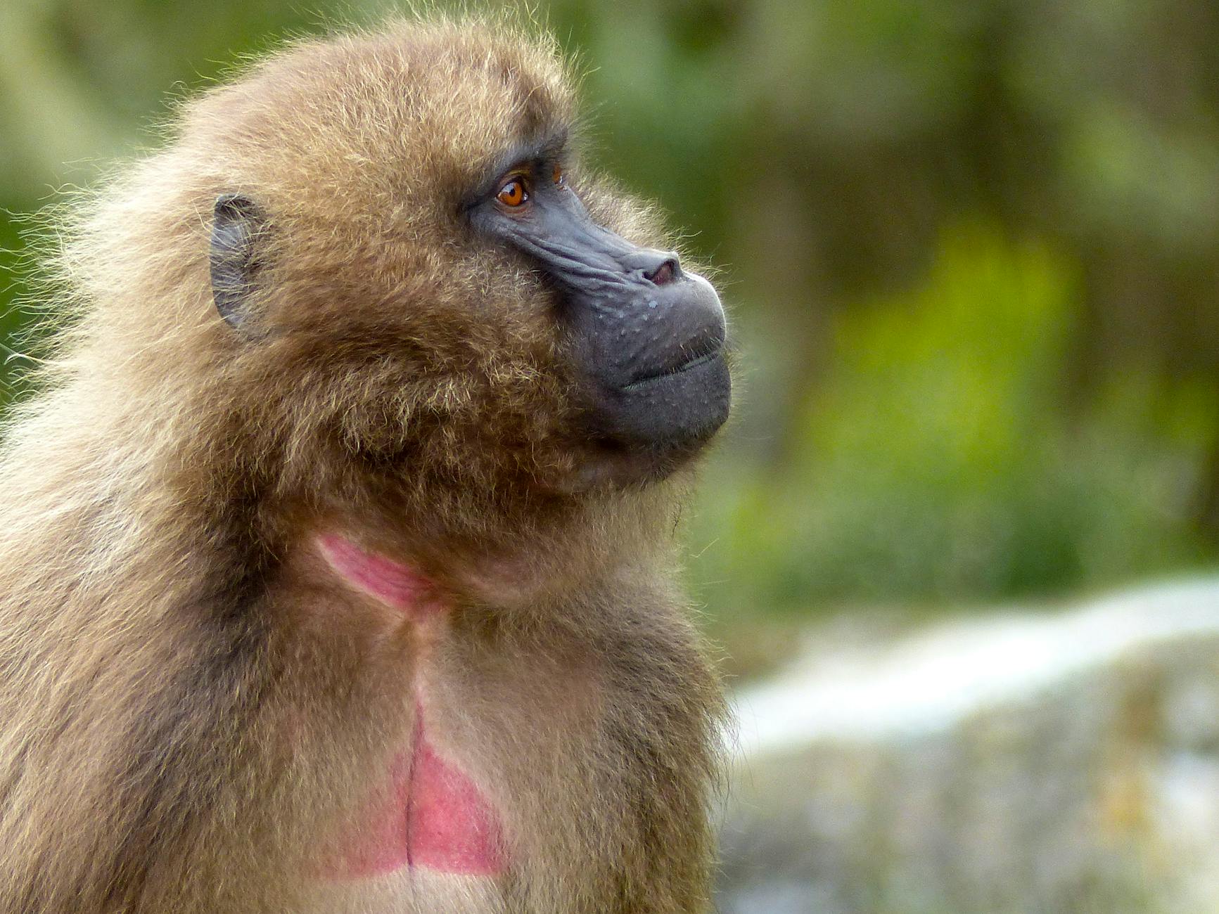 Primer plano de un babuino gelada en su hábitat natural en las montañas Simen de Etiopía